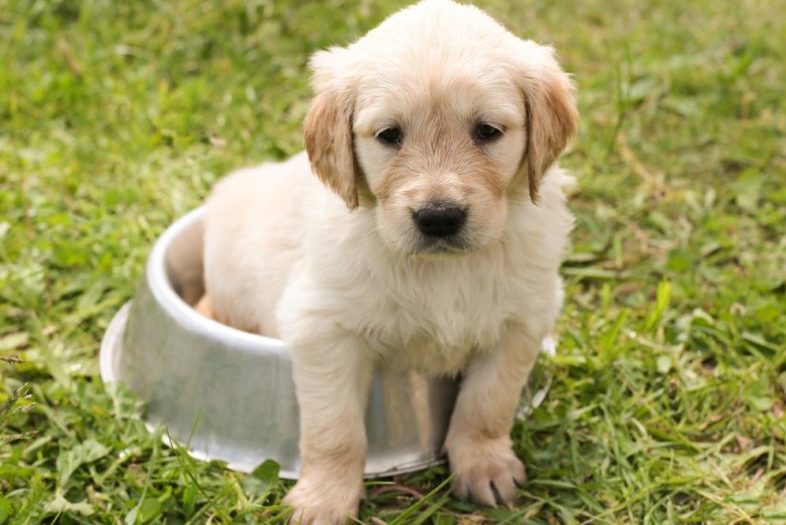 Puppy sitting in a dog bowl